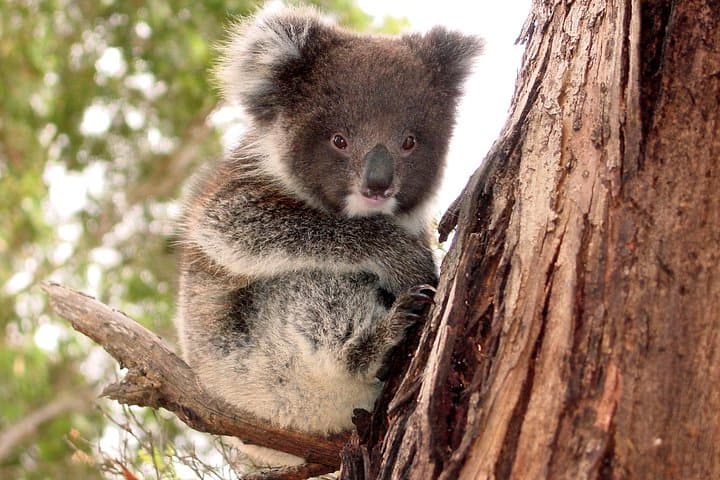 Kangaroo Island Small Group Full-Day Wildlife Tour