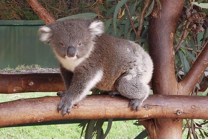 Perth Wildlife Park and City Highlights Small Group Tour
