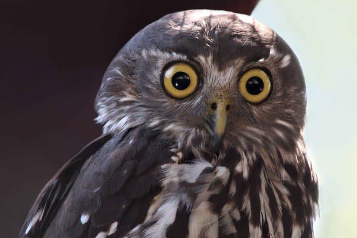 Kangaroo Island Evening and Night Tour