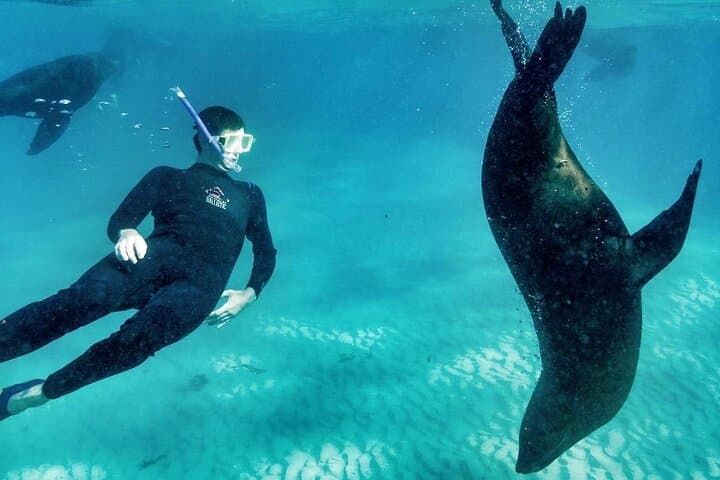 Seals and Sea Dragon Swim from Sorrento