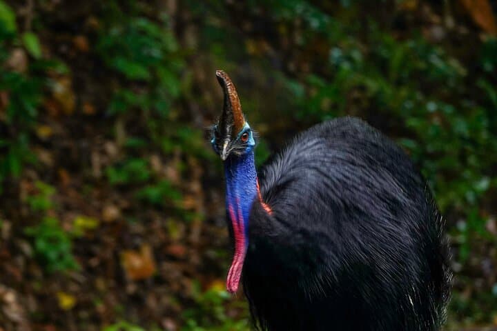 Private Cape Tribulation and Daintree Tour with Crocodile Cruise
