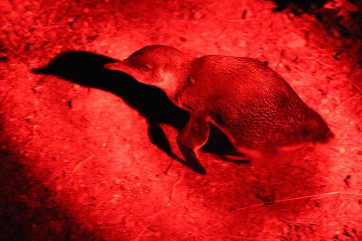 Kangaroo Island Evening and Night Tour image 3