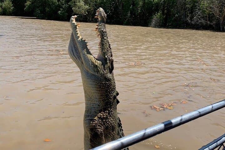 Croc Bus Tour with Jumping Crocodile Cruise