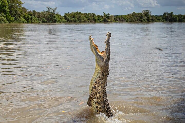 Adelaide River Jumping Crocodile Cruise
