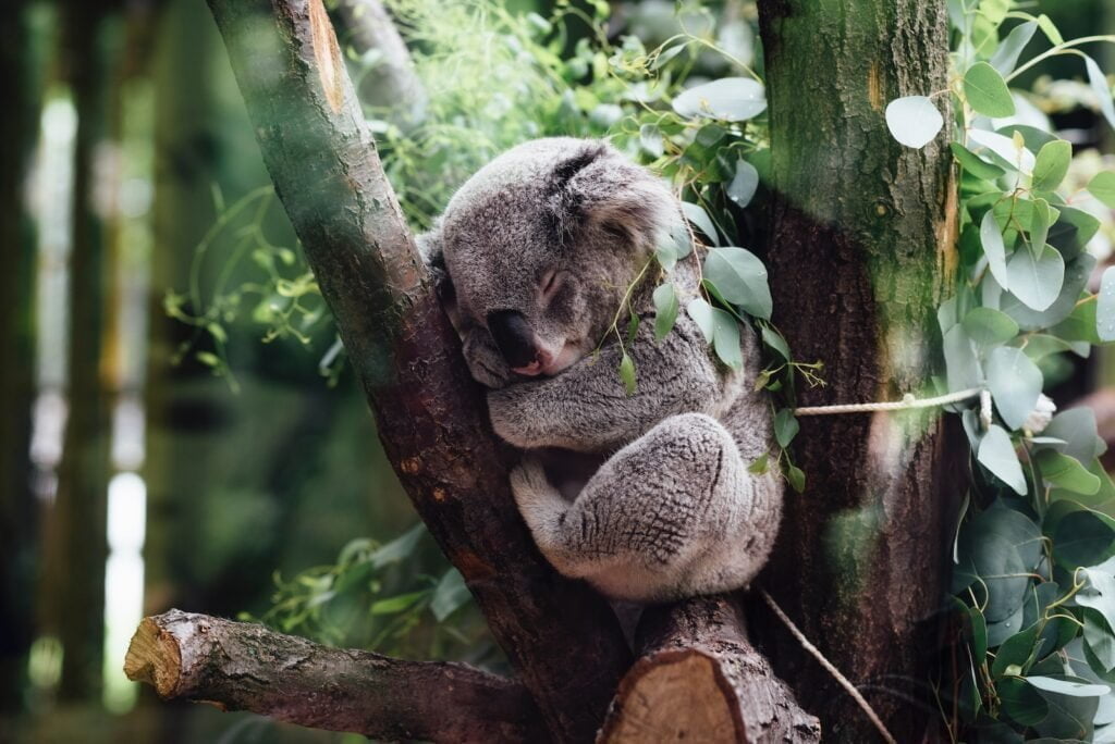 koala sleeping on tree branch - backpackers - koala - backpackers australia - backpackers koala
