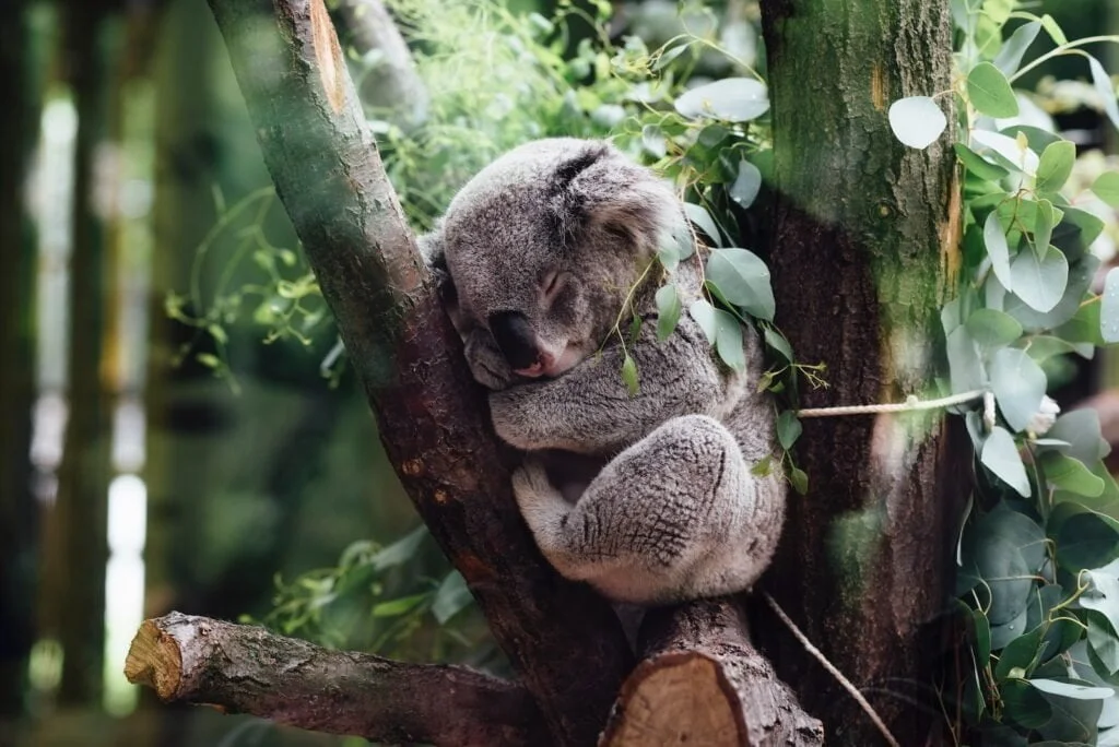 Koala sleeping on tree branch - backpackers - koala - backpackers australia - backpackers koala