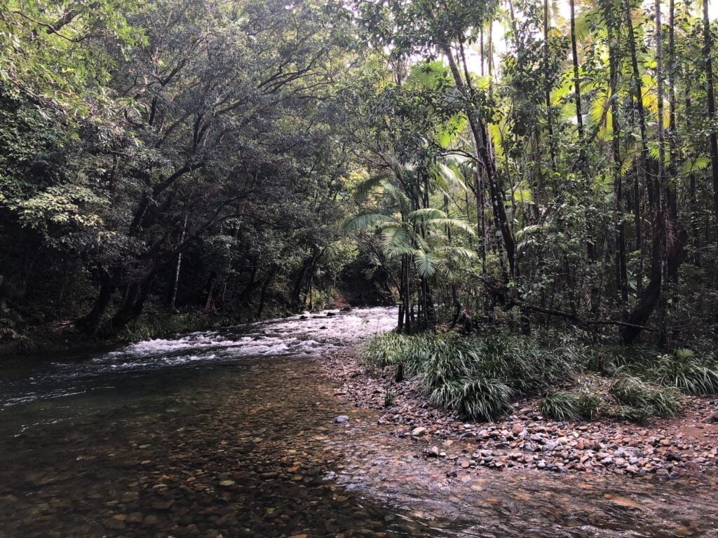 daintree - backpackers australia