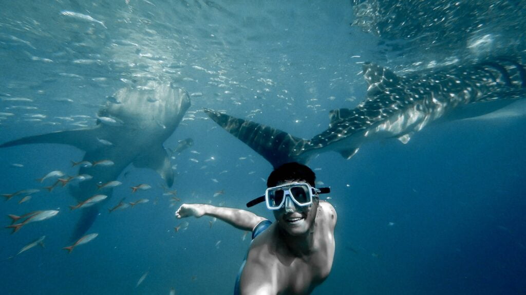 Ultimate backpackers guide to east coast australia 6 Man swimming with whales - backpacker experience - east coast whale sharks