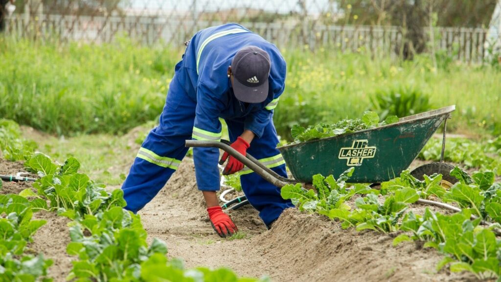 How to find backpacker jobs in australia 1 Backpacker farm work - backpacker jobs - working holiday visa jobs - man working on farm